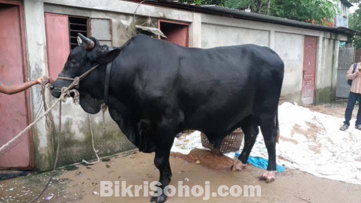 শাহি ওয়াল ষার গরু ষার নয় যেন কালো রঙের হাতি!